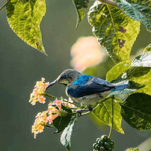 Purple Sunbird with flowers
