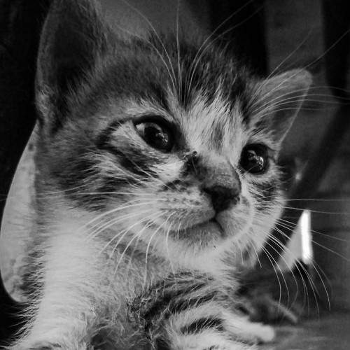 Photo #7383385