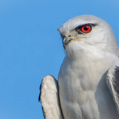The Black shouldered Kite