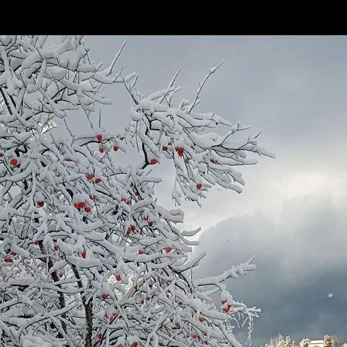 Photo #7383583