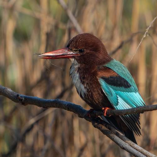 The diet of the white throated kingfisher