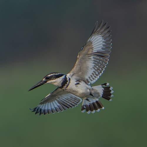 The Amazingly Agile Pied Kingfisher