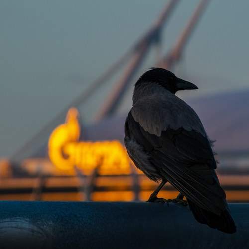 Photo #7384014