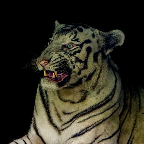 White Tiger