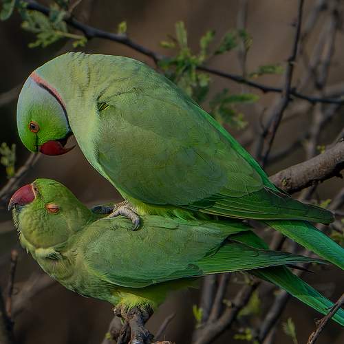 Parakeets mating passionately