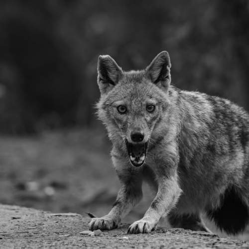 Golden jackal fierce look