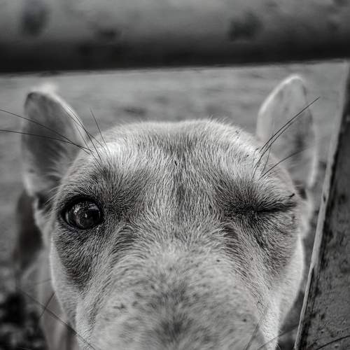 The Sweet friend