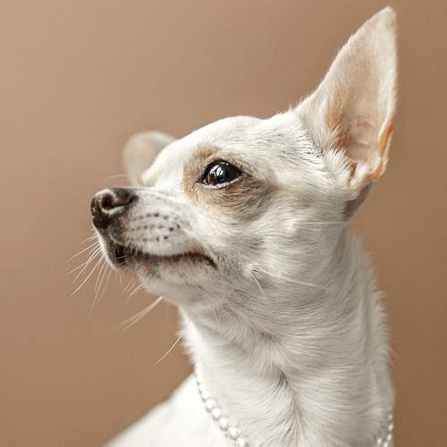 Photo #7385889