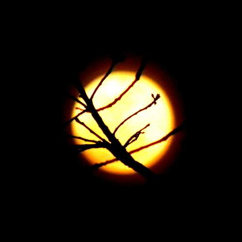 Photo #7386345