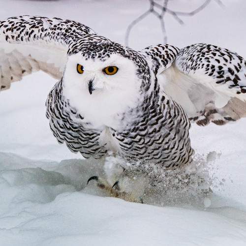 Photo #7387520