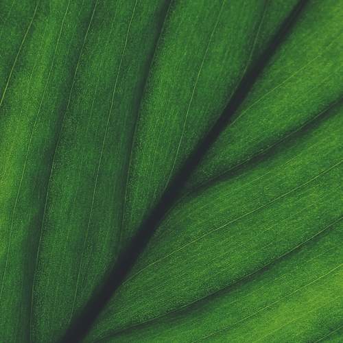 Photo #7389667