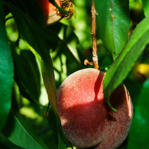 Photo #7390825
