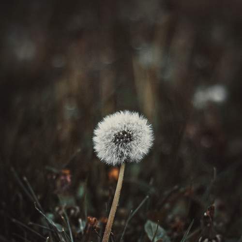 Photo #7394464