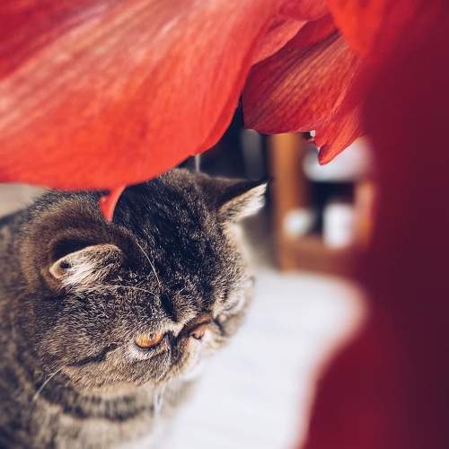Photo #7396447
