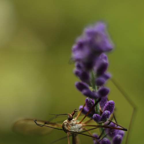 Photo #7397009