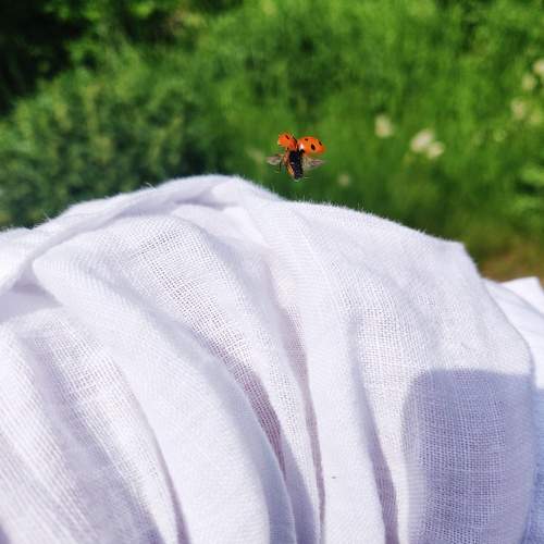 Photo #7397060