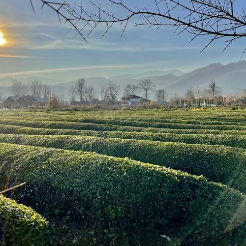 Tea Farm