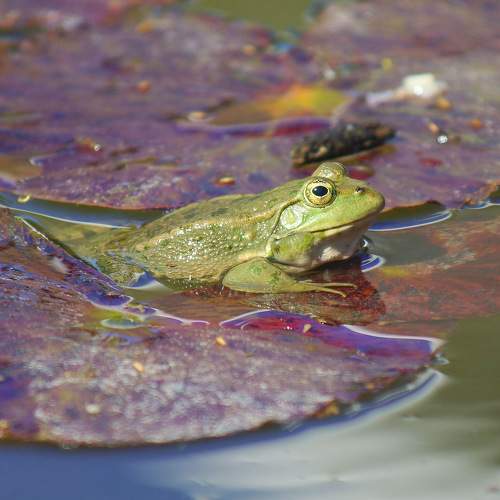 Photo #7399562