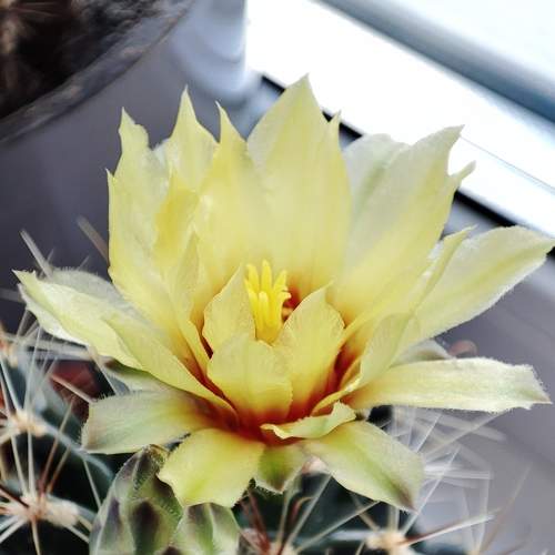 Photo #7400601