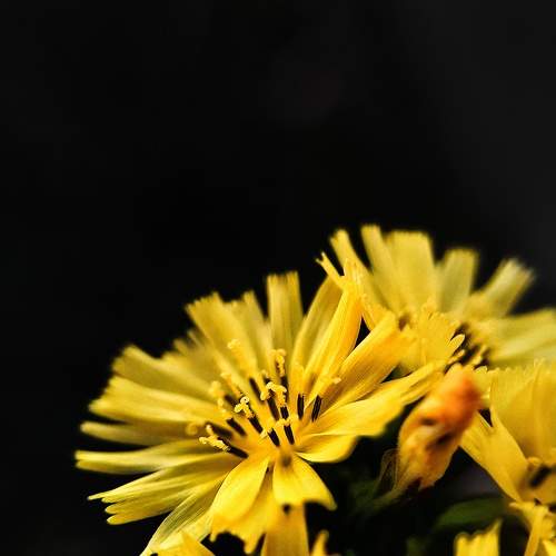 Pollen