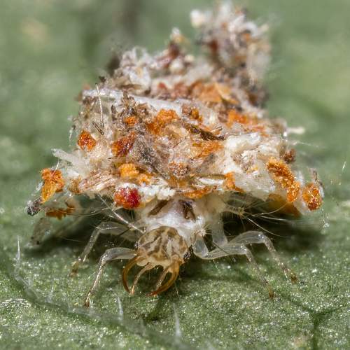 Photo #7401917