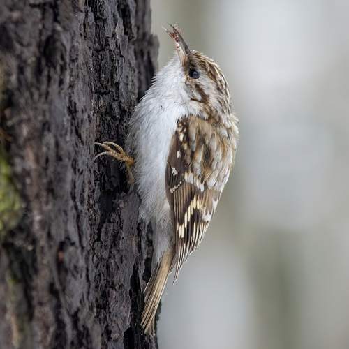 Photo #7401980