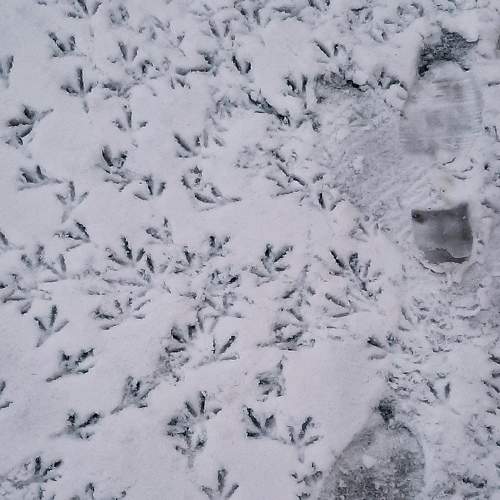 Photo #7402051