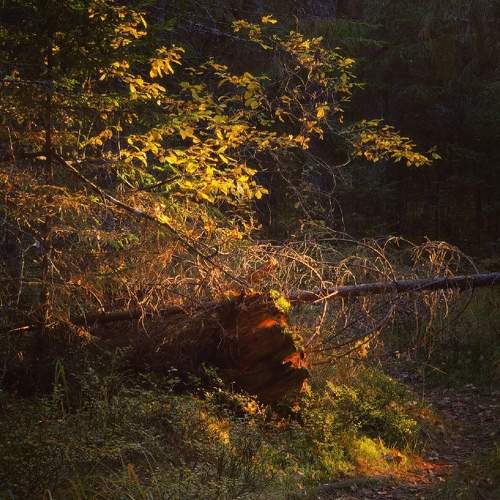 Photo #7402148