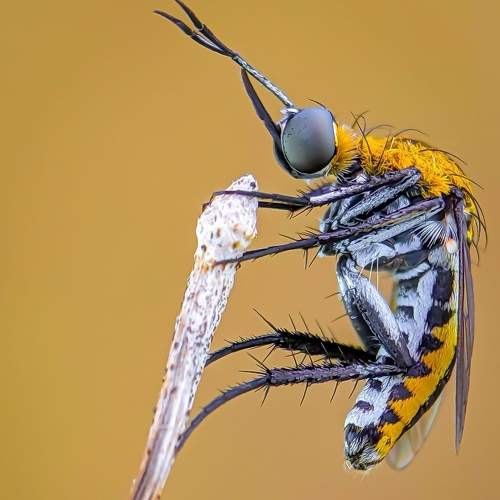 The TOXOPHORA