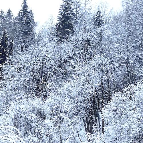Photo #7403604