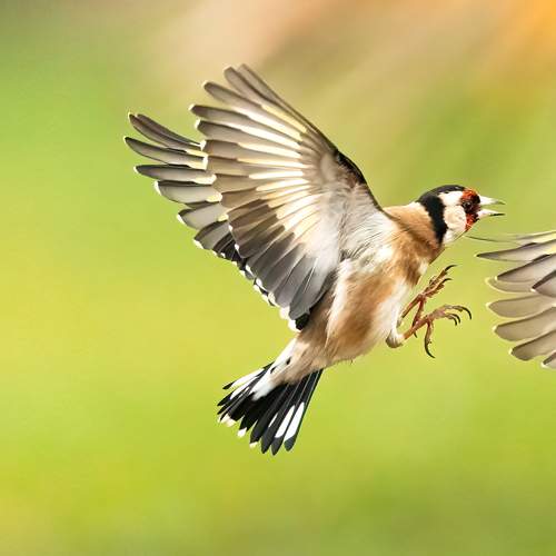 Goldfinches dance ballet