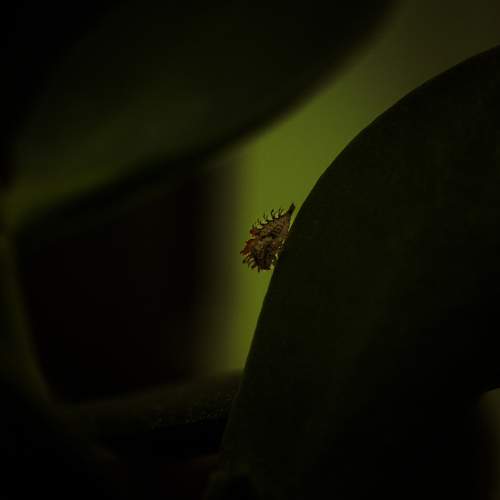 Photo #7405289