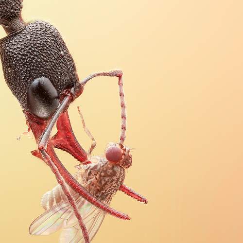 Herpagnathos Venator - jumping ant