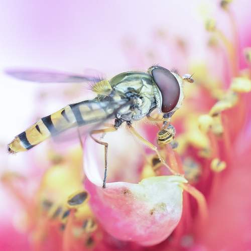 Hover fly inside rose flower
