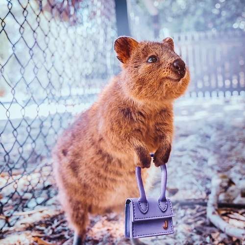 Photo #7408010