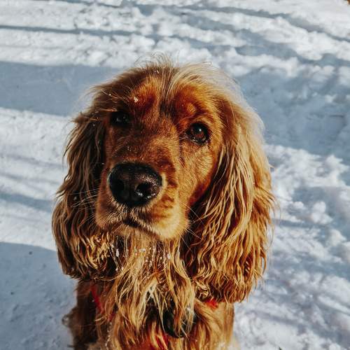 Photo #7410593