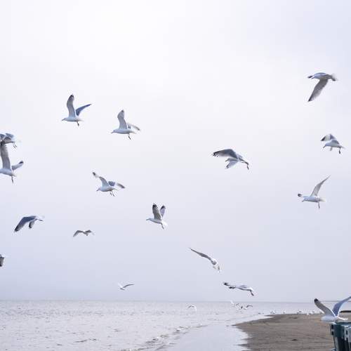 Photo #7411487