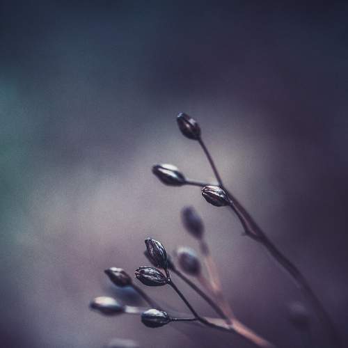 Dried beauty…