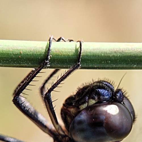 Photo #7413308