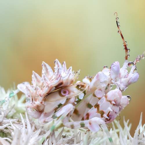 Rugged flower mantis