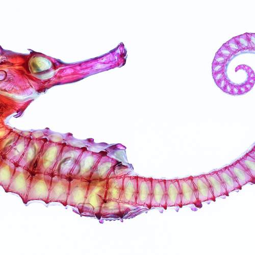 Diaphonized sea horse