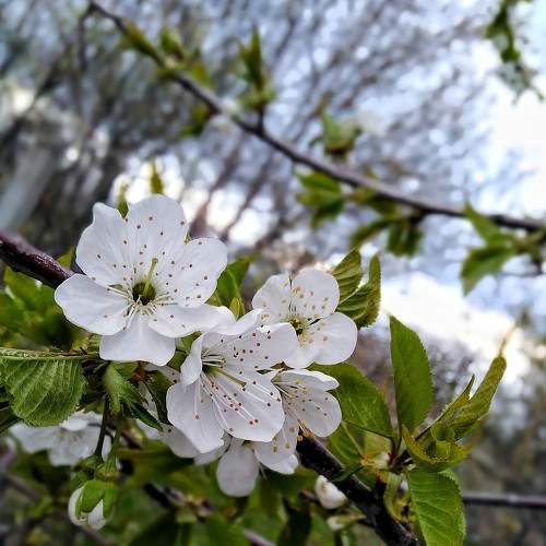 Photo #7415582