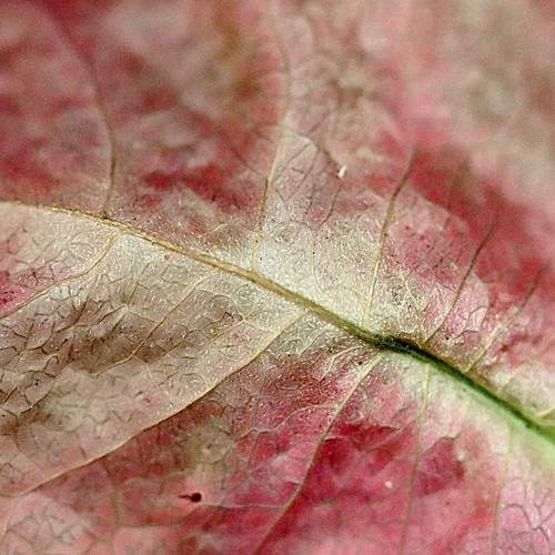 Macro petal