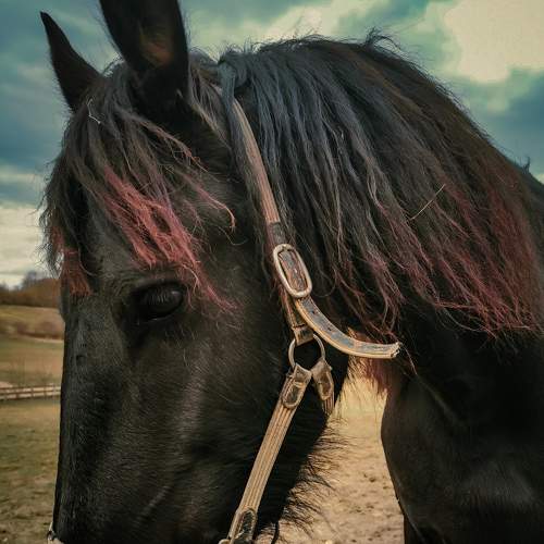 Photo #7417130