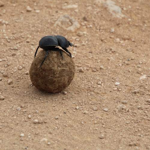 DUNG BEETLE