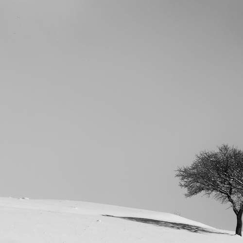 single tree