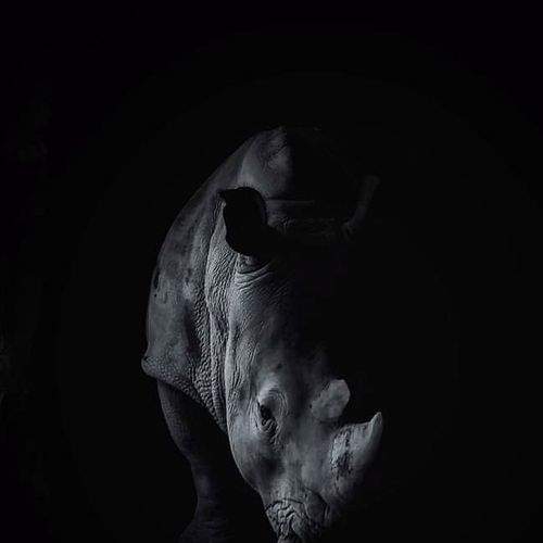 Photo #7420212