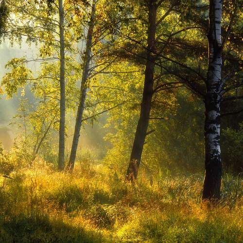 Photo #7420558