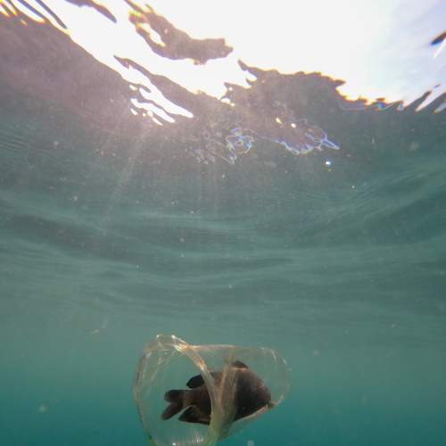 Terjebak di dalam sampah plastik