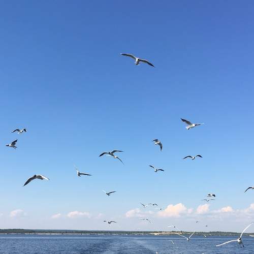 Photo #7421997